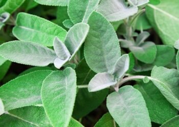 Sálvia: conheça a planta que ajuda a controlar a glicose