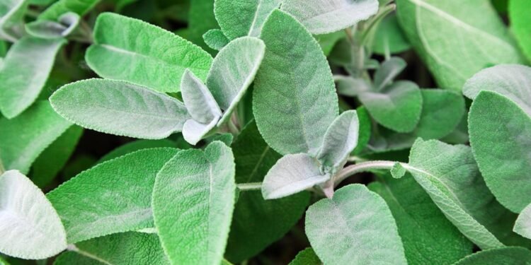 Sálvia: conheça a planta que ajuda a controlar a glicose
