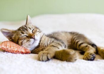 Calor intenso: onde os gatos devem dormir no verão