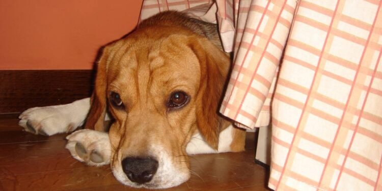 Créditos: depositphotos.com / arturdebat1984