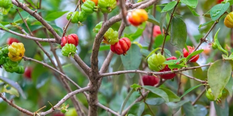 Créditos: depositphotos.com / sochodolak.pa@gmail.com