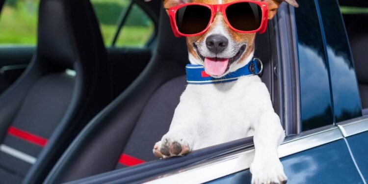 Viajar com pet no carro: saiba como garantir a segurança