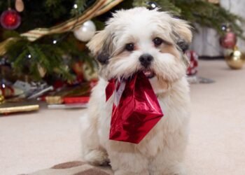 Pets nas festas de fim de ano; como incluir seu bichinho