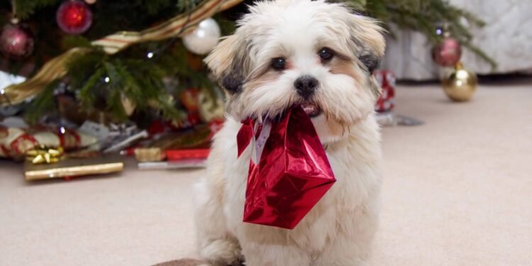 Pets nas festas de fim de ano; como incluir seu bichinho