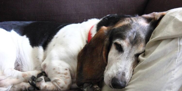 Idade dos cães: quando começa a velhice em cada raça