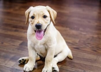 Por que o cachorro late para os vizinhos? Entenda as causas e como resolver