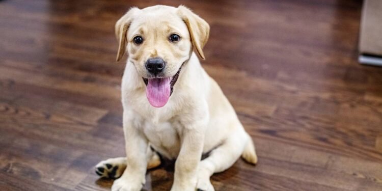 Por que o cachorro late para os vizinhos? Entenda as causas e como resolver