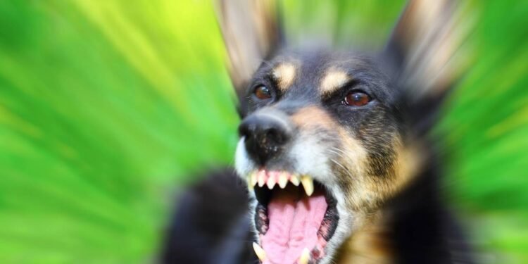 O que faz os cães latirem para motos? Especialistas explicam