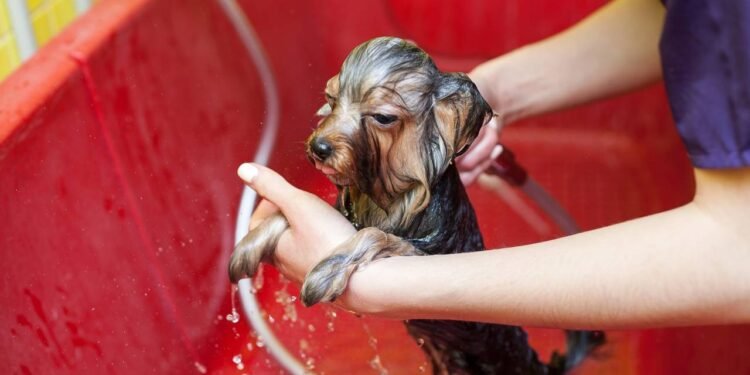 Créditos: depositphotos.com / yemets