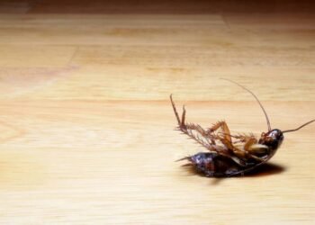 Baratas em casa? Conheça truque caseiro para afastar o inseto