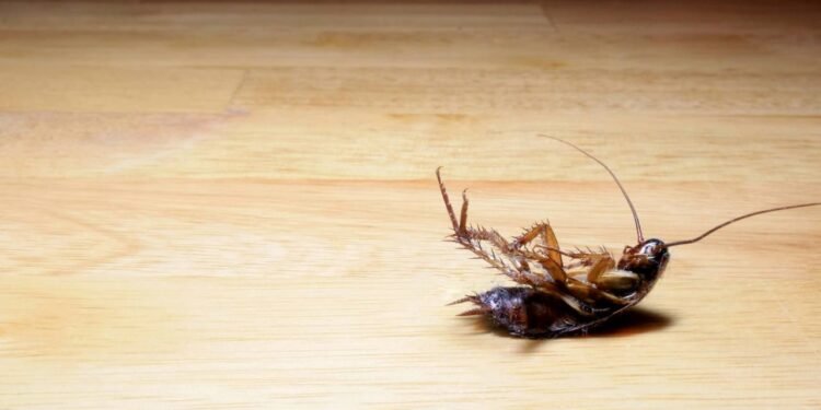 Baratas em casa? Conheça truque caseiro para afastar o inseto