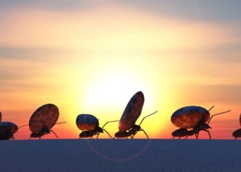 O que aconteceria se todos os insetos desaparecessem por 24 horas?