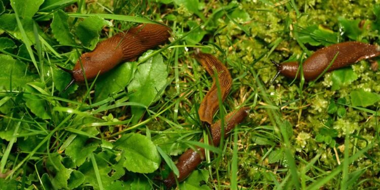 Lesmas em casa: por que aparecem, riscos e como evitar