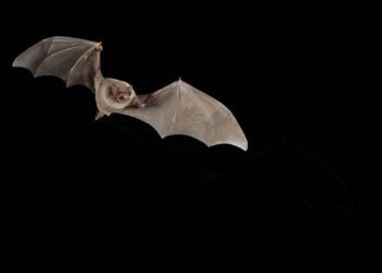 Como os morcegos navegam no escuro total? Saiba tudo!