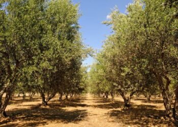 Entenda por que a árvore da azeitona recebe o nome de oliveira