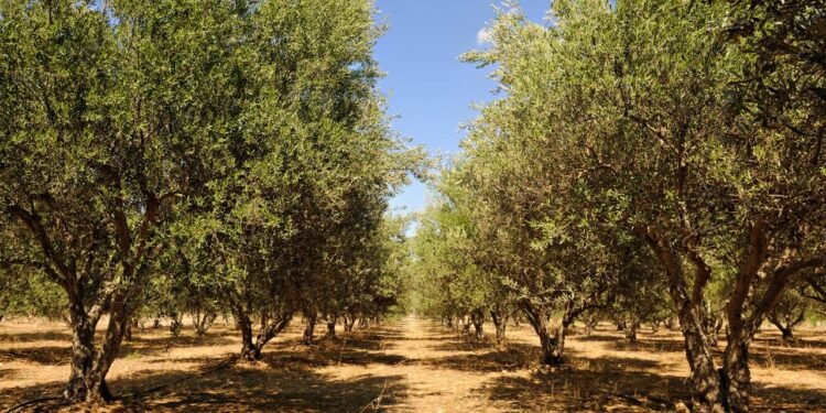 Entenda por que a árvore da azeitona recebe o nome de oliveira