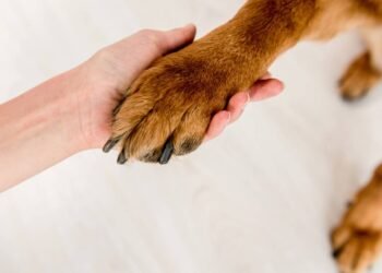 Instinto maternal: a origem biológica do gesto de 'dar a pata' nos cães.