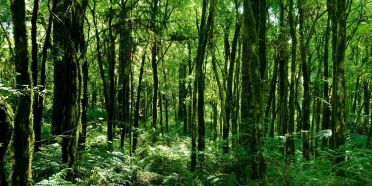 Estudo aponta planta brasileira como aliada no tratamento da artrite