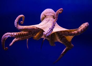 Saiba o real motivo dos polvos possuírem 3 corações