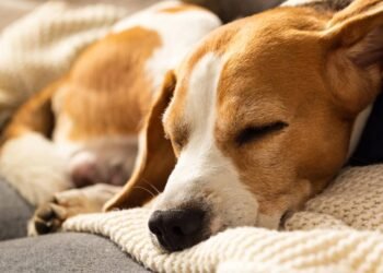 Por que os cães se enrolam em círculos antes de deitar?