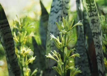 Por que a "Espada-de-São-Jorge" é considerada uma planta de proteção?