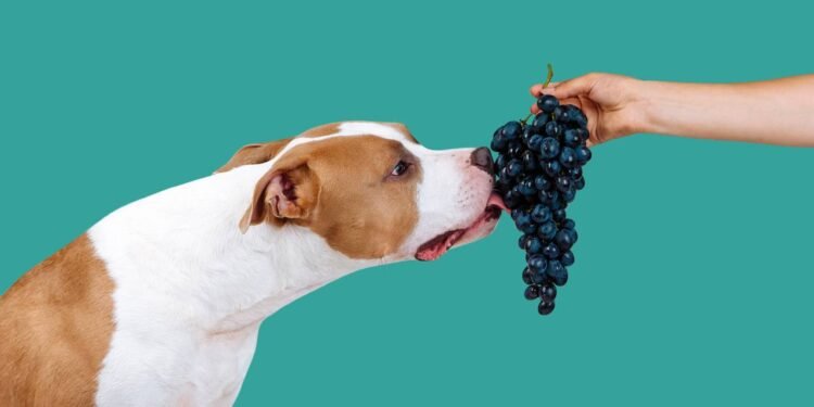 Créditos: depositphotos.com / yurkovska