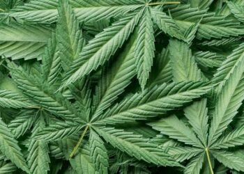 Cannabis mostra eficácia contra Alzheimer em estudo inédito