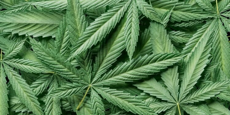 Cannabis mostra eficácia contra Alzheimer em estudo inédito