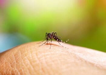 Quem tem mais chances de morrer de dengue? Estudo revela