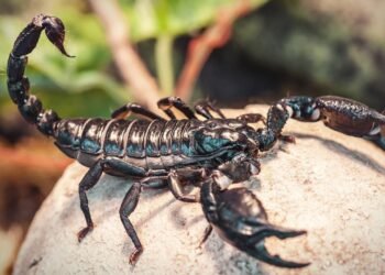 Picada de escorpião: Brasil registra alta de óbitos; saiba o que fazer