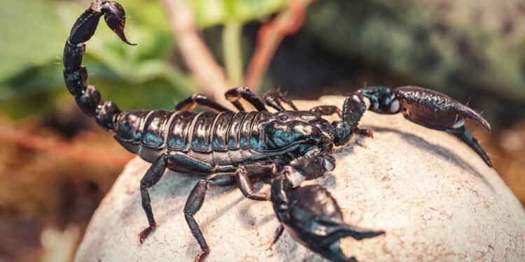 Picada de escorpião: Brasil registra alta de óbitos; saiba o que fazer