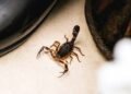 Escorpiões em casa? Saiba como prevenir o aparecimento