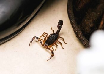 Escorpiões em casa? Saiba como prevenir o aparecimento