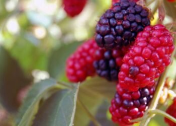 Suco de folha de amora: benefícios impressionantes e como preparar, segundo nutris