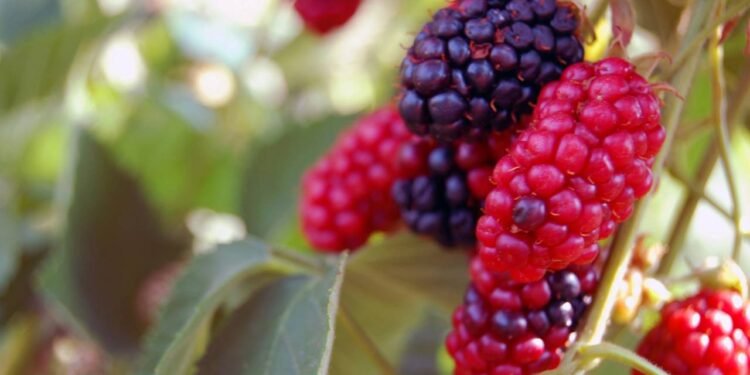 Suco de folha de amora: benefícios impressionantes e como preparar, segundo nutris