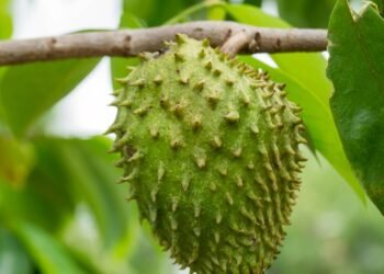 Faça gelatina dessa fruta e tenha uma 'bomba da juventude'