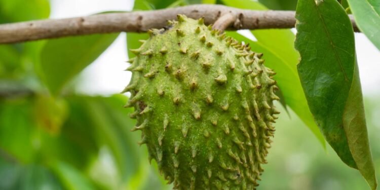 Faça gelatina dessa fruta e tenha uma 'bomba da juventude'