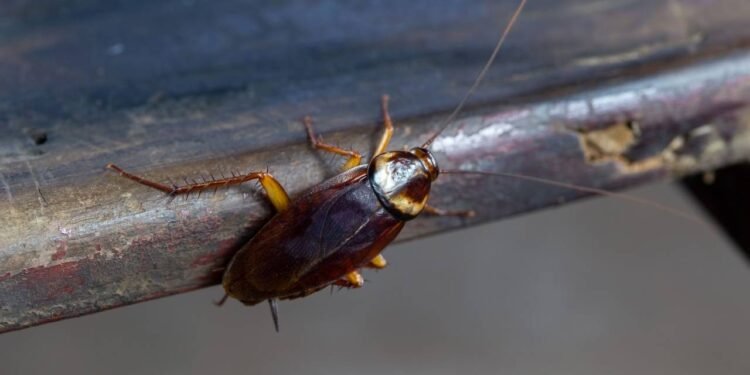 Créditos: depositphotos.com / ganchaonan1@gmail.com