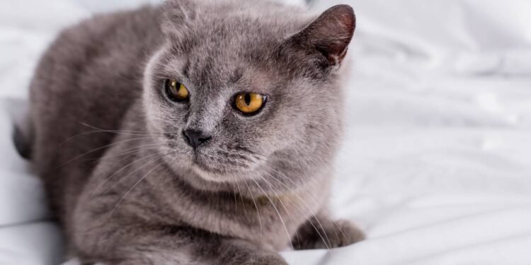 Créditos: depositphotos.com / EdZbarzhyvetsky