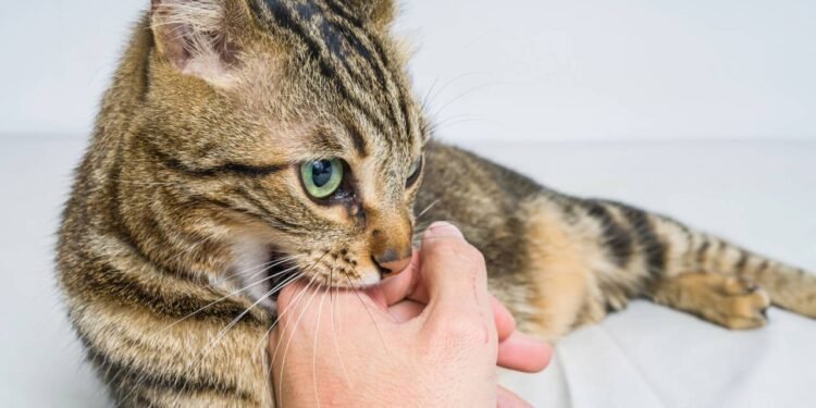 Créditos: depositphotos.com / Krakenimages.com