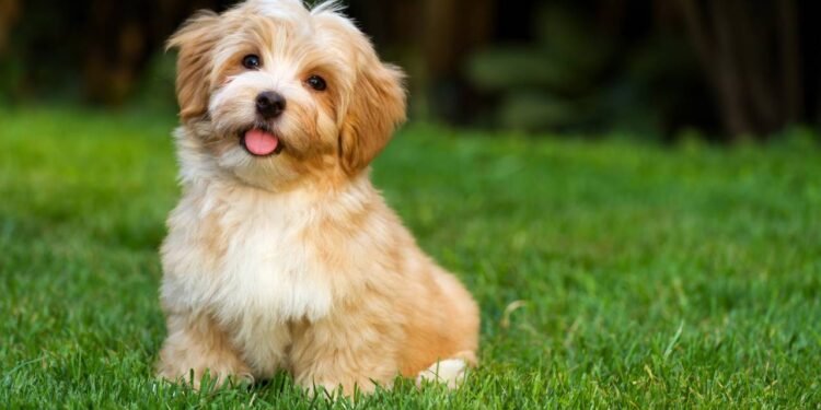 CSaiba como manter os cachorros hidratados durante o calor intenso