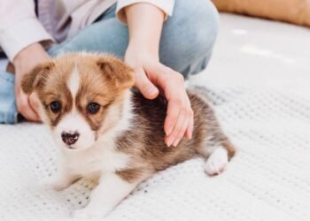 Humanizar e punições: saiba como não tratar seu cachorro