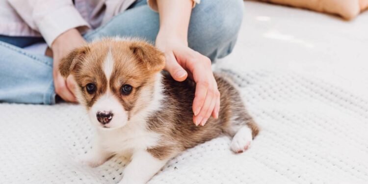 Humanizar e punições: saiba como não tratar seu cachorro