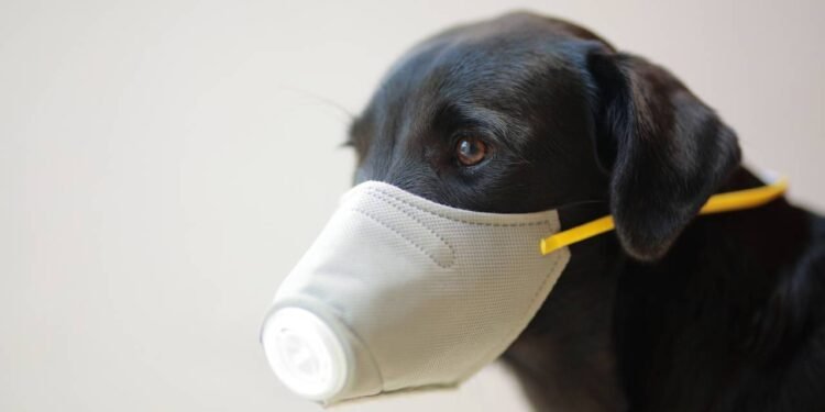 Gripe em cães: veja os sintomas e como tratar