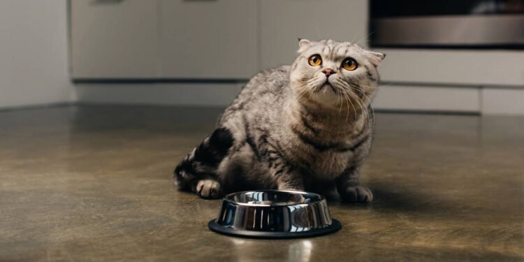 É bom dar atum pra gatos? Especialistas respondem