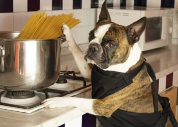 Comida caseira faz mal para cães? Especialistas respondem