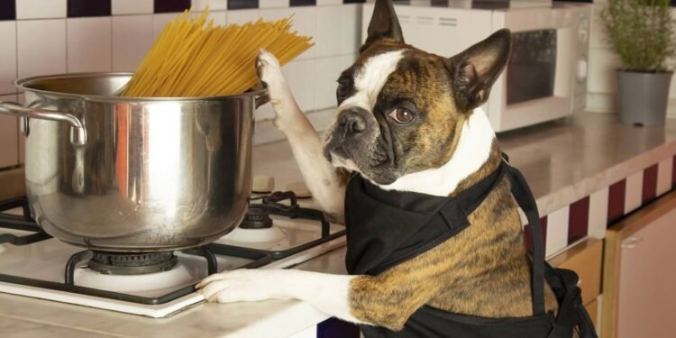 Comida caseira faz mal para cães? Especialistas respondem