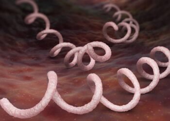 Estudo identifica bactéria da sífilis em esqueleto de 5,5 mil anos