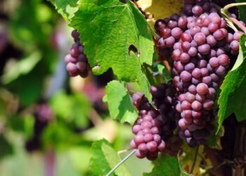 Diabéticos podem comer uva normalmente? Entenda