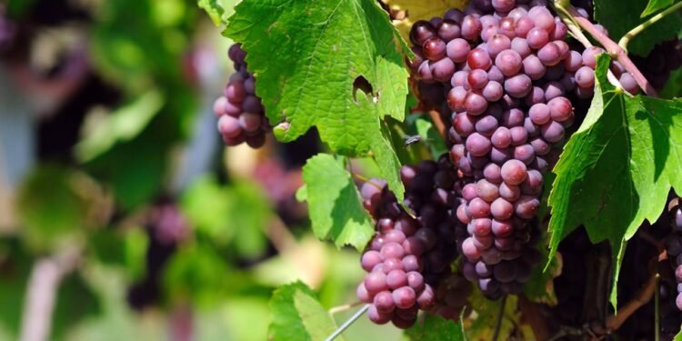 Diabéticos podem comer uva normalmente? Entenda